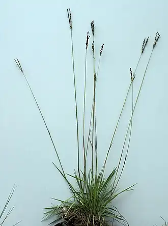 Alloteropsis semialata