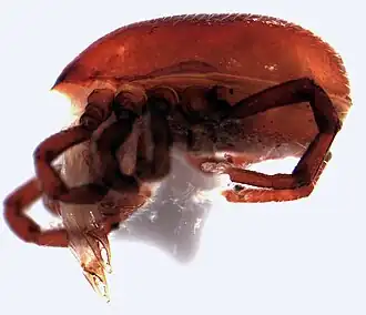 Представитель семейства Allothyridae