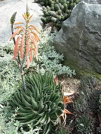 Цветущее Aloe aristata