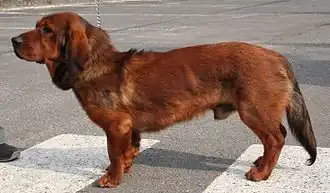 Альпийская таксообразная гончая