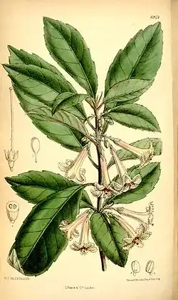 Alseuosmia macrophylla