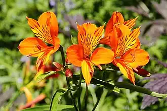 Альстрёмерия золотистая (Alstroemeria aurea) 'Orange King'
