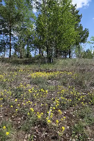 Бурачок Гмелина в Серпуховском р-не, Московская обл.