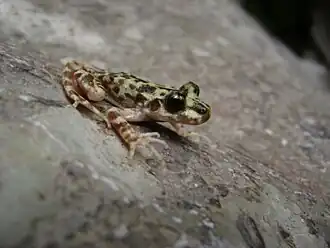 Балеарская жаба-повитуха