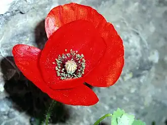 Обложка песни  «Amapola»