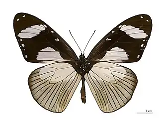 Amauris niavius