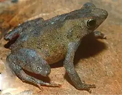 Amazophrynella bokermanni