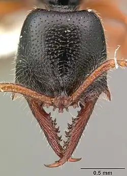 Голова спереди