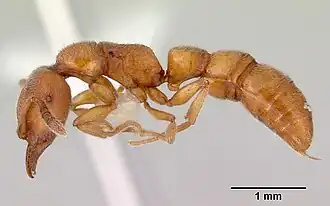 Рабочий Fulakora gracilis