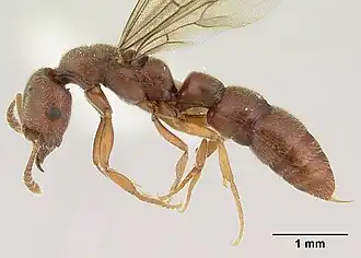 Крылатая самка Fulakora saundersi