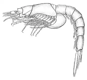 Взрослая самка Amblyopsoides obtusa