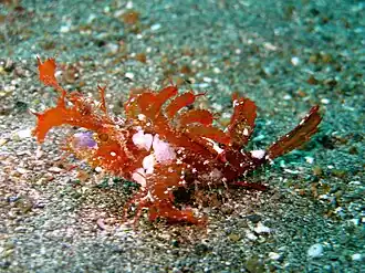 Амбоинский птероидихт (Pteroidichthys amboinensis)