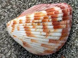 Americardia planicostata