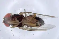 Amiota balaenodentata