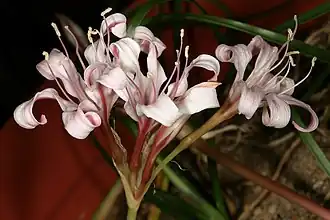 Ammocharis nerinoides