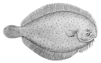 Ammotretis lituratus