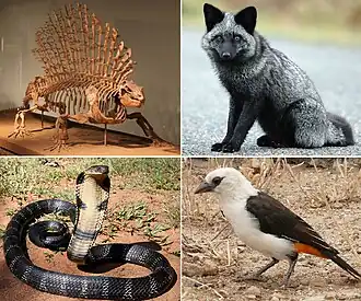 Сверху (синапсиды): эдафозавр Edaphosaurus pogonias, обыкновенная лисица;
Снизу (завропсиды): королевская кобра, белоголовый скворцовый ткач