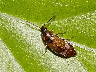 Amphichroum canaliculatum