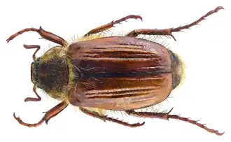 Нехрущ, или июньский хрущ (Amphimallon solstitialis)