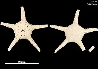 Amphiophiura distincta