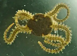 Amphipholis squamata