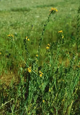 Амзинкия Менциза (Amsinckia menziesii)