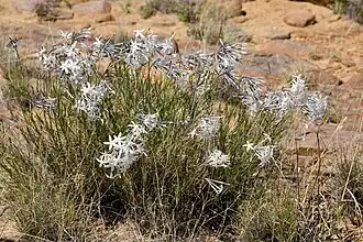 Amsonia longiflora