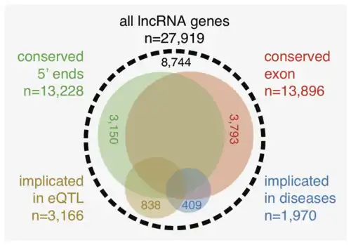 Атлас длинных некодирующих РНК человека