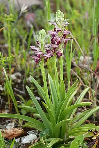 Anacamptis coriophora