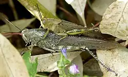 Самец и самка