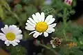 Anacyclus pyrethrum (Анациклус лекарственный)