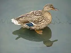 Самка кряквы