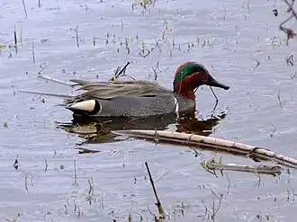 Сиэтл, Вашингтон