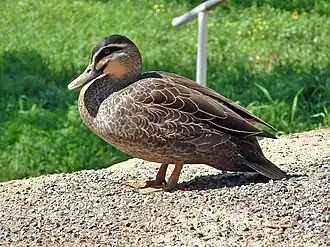 Взрослая птица