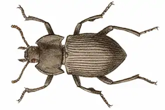 Anchophthalmus dentipes