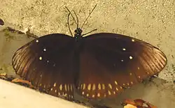 Euploea andamanensis