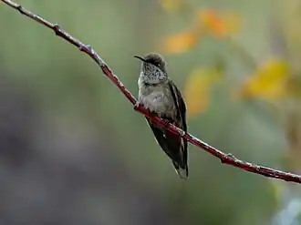 Андская горная звезда