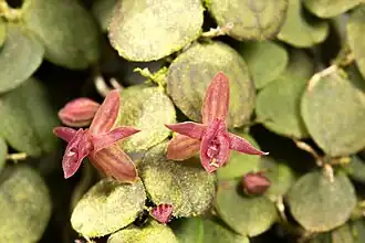 Andinia vieira-pereziana