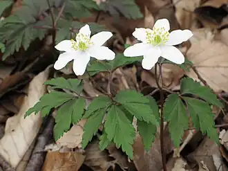 Ветреничка дубравная (Anemonoides nemorosa)