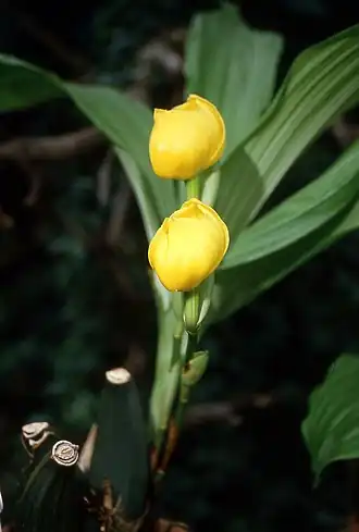 Ангулоя Клоуза