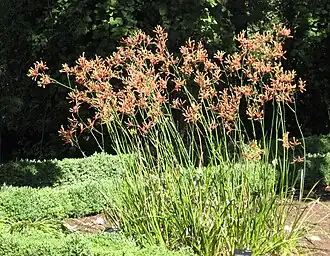 Anigozanthos flavidus