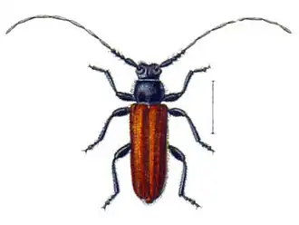 Anisarthron barbipes