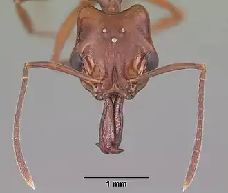 Anochetus