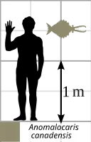 Крупный A. canadensis в сравнении с человеком (размер)