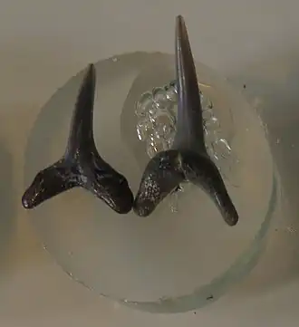 Зубы Anomotodon novus