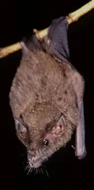 Бесхвостый длиннонос (Anoura geoffroyi)