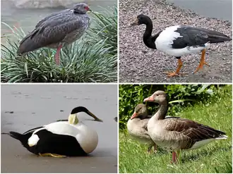 Верхний ряд: хохлатая паламедея, полулапчатый гусь;
Нижний ряд: обыкновенная гага, серый гусь.