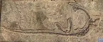 Окаменелость A. huangguoshuensis, Национальный музей Тайваня