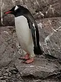Папуанский пингвин