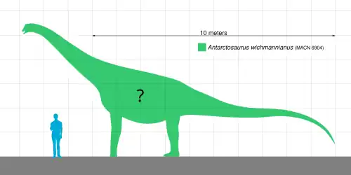 Оценочные размеры A. wichmannianus. Из-за неполноты материала и его возможной принадлежности к разным особям, размер является приблизительным.